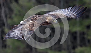 Golden Eagle in Flight