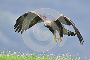 Golden Eagle in flight