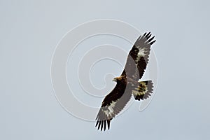 Golden eagle in flight