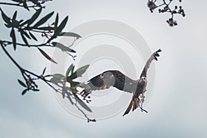 Golden Eagle in flight. Wild bird