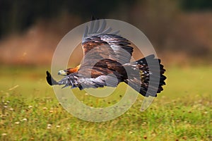 Golden Eagle, flying above flowering meadow, brown bird of prey with big wingspan, Norway