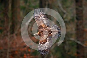 Golden Eagle, flying before autumn forest, brown bird of prey with big wingspan, Norway. Action wildlife scene from nature. Eagle