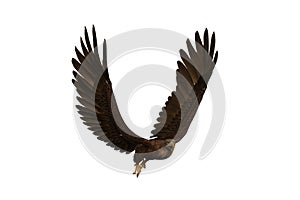 Golden Eagle flying with beak open, 3D illustration isolated on white background