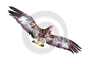 Golden Eagle flying.