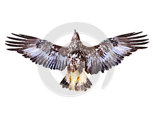 Golden Eagle flying.