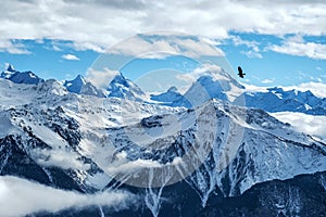 Golden eagle flying in front of swiss alps scenery. Winter mountains. Bird silhouette. Beautiful nature scenery in winter.