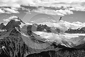 Golden eagle flying in front of swiss alps scenery. Winter mountains. Bird silhouette. Beautiful nature scenery in winter.