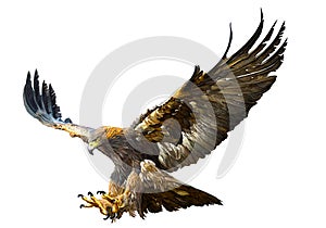 Golden eagle flying swoop hand draw vector.
