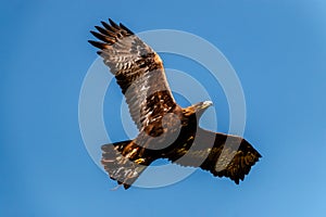 Golden eagle in full flight