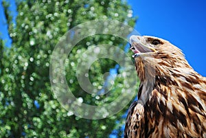 Golden eagle gazing photo