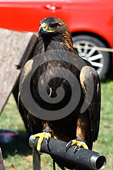 Golden Eagle