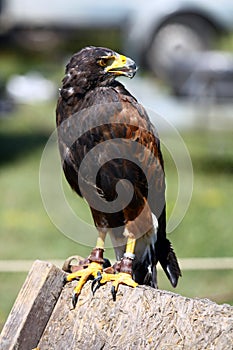 Golden Eagle