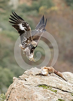 Dorado águila 