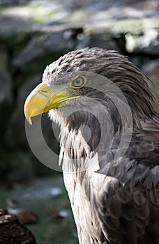 Golden eagle