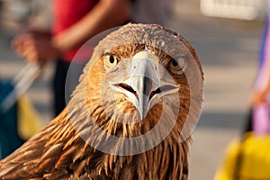 Golden eagle head, close-up