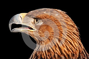 Golden eagle head, close-up