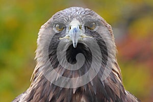 Golden Eagle headshot close-up