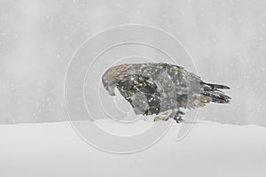 Golden Eagle in Heavy Snow.