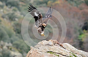 Golden eagle holding the fox with claws