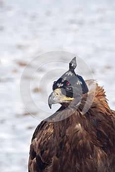 Golden eagle hunter. Portrait of a hunting golden eagle in a leather hat. Hunting with eagle. Portrait of a bird with a head