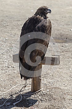 Golden eagle on its perch