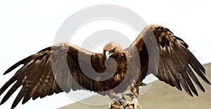 Golden Eagle with its wings spread