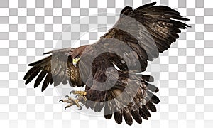 Golden eagle landing hand draw and paint on grey white checkered background vector