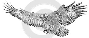Golden eagle landing hand draw sketck black line doodle on white background vector