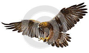 Golden eagle landing vector.