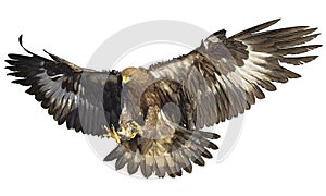 Golden eagle landing on white vector.