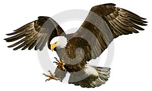 Bald eagle landing hand draw on white background vector photo