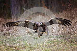 Golden Eagle (lat. Aquila chrysaetos)