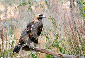 Golden eagle (lat.- Aquila chrysaetos photo