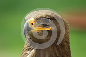 Golden eagle looking around. A majestic golden eagle