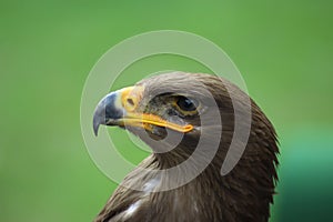 Golden eagle looking around. A majestic golden eagle