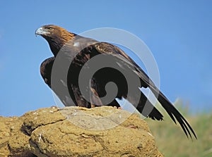 Golden eagle looking for prey