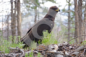 Golden Eagle Looking Regal near Teasdale Utah photo