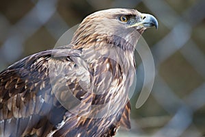 Golden eagle in the Moscow Zoo