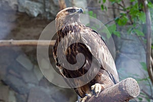 Golden eagle in the Moscow Zoo