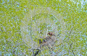 Golden Eagle Mother Feeding Baby Eaglets In Nest