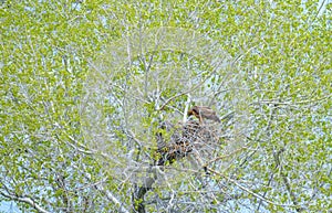 Golden Eagle Mother Feeding Baby Eaglets In Nest