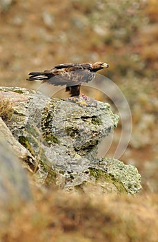 Golden eagle in a mountain landscape on the rocks