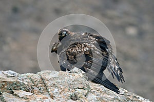 Golden eagle in the mountains of the sierra abulense next to food