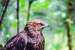 Golden eagle offspring closeup