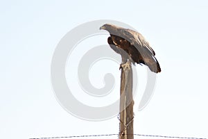 Golden Eagle On Old Fencepost Light Background