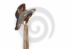 Golden Eagle On Old Fencepost White Background