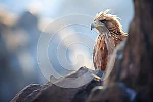 golden eagle perched atop a craggy cliffside