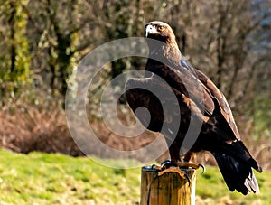 Golden eagle perching