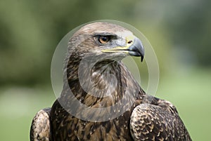 Golden eagle portrait