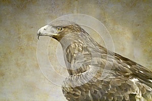 Golden eagle portrait